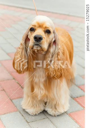 Cute sporting dog breed American Cocker Spaniel Cute sporting dog breed American Cocker Spaniel 15279025