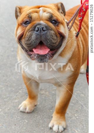 dog English Bulldog breed 15279026