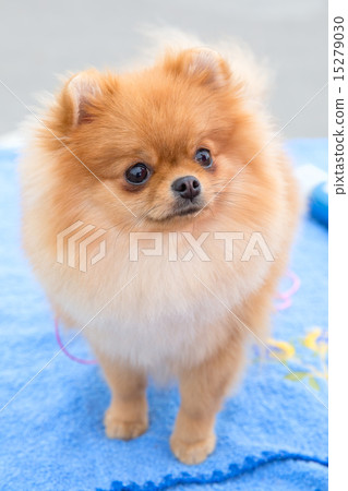 dog sable German Toy Pomeranian breed  15279030