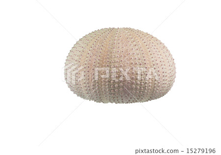 Sea Urchin 15279196