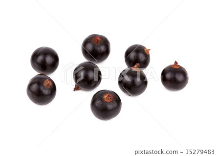 black currant black currant 15279483