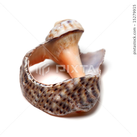 Broken shell from rapana on white background Broken shell from rapana on white background 15279915