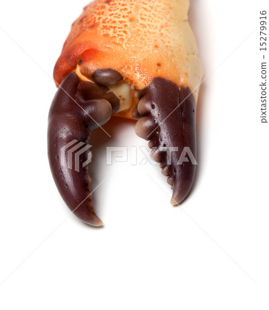 Cooked claw crab 15279916