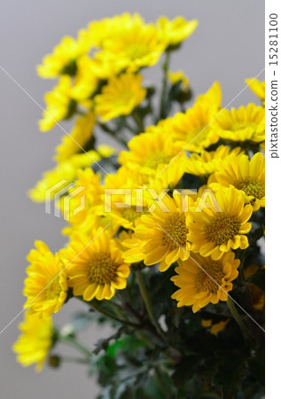 Kangiku Kangiku 15281100