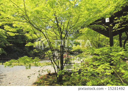 Autumn leaves garden Aomomiji 15281492
