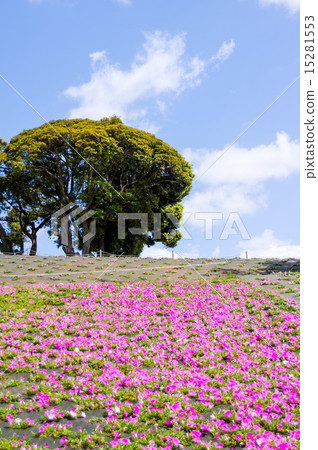 Mother Farm | Petunia 15281553