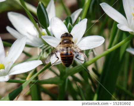 Bee and Oohramana 15281602