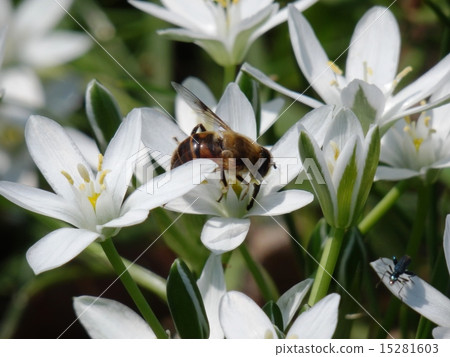 Bee and Oohramana 15281603
