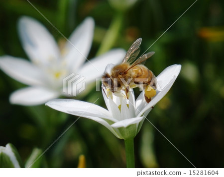 Bee and Oohramana 15281604