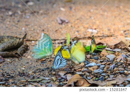 Beautiful Butterfly 15281847