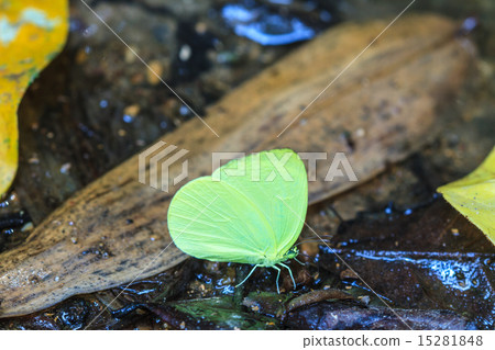 Beautiful Butterfly Beautiful Butterfly 15281848