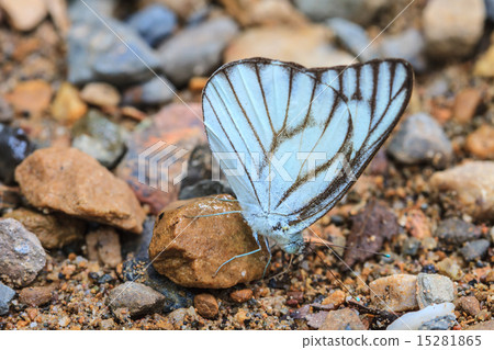 Beautiful Butterfly 15281865