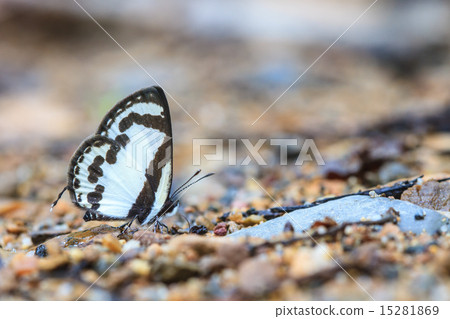 Beautiful Butterfly 15281869