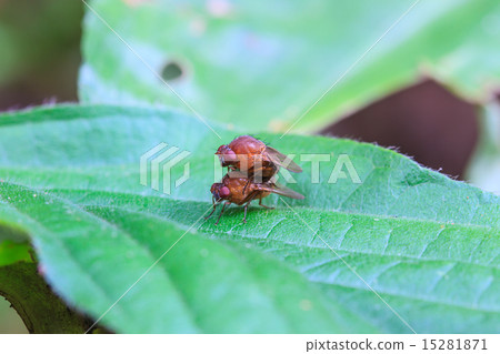 breeding Blow fly breeding Blow fly 15281871