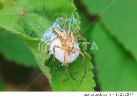 spider in forest 15281874