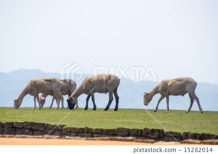 Mother pasture | Grazing sheep 15282014
