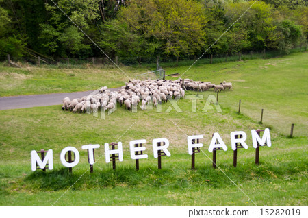 Mother Farm | Major march of sheep Mother Farm | Major march of sheep 15282019