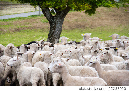Mother Farm | Major march of sheep 15282020