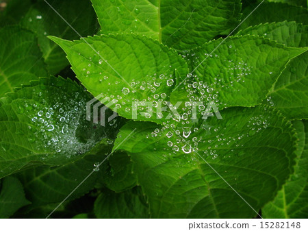 晨露 晨露 15282148