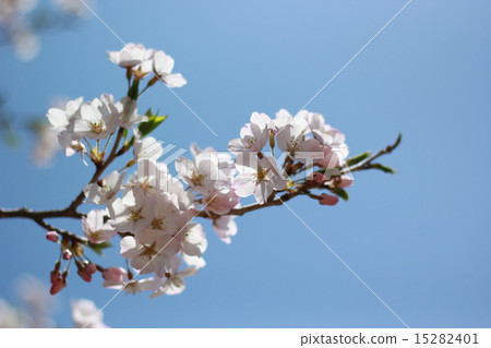  Cherry blossom blue sky 15282401
