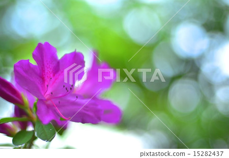 Azalea - Omurasaki azalea - (sideways) 15282437