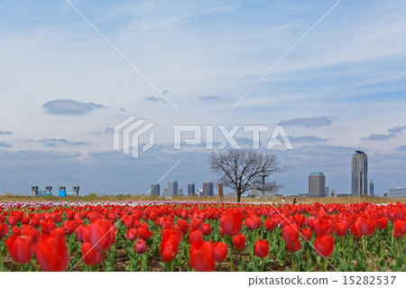 Colorful tulip field and blue sky blooming on riverbed of urban agriculture park 15282537