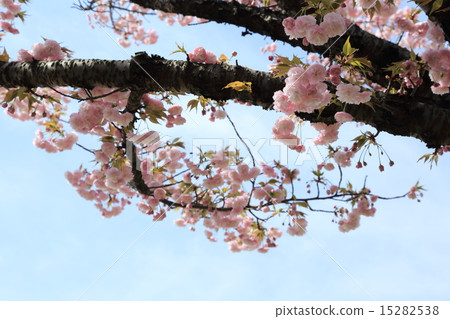 Arakawa Tsutsumi五色櫻花/ Hanasaka Arakawa Tsutsumi五色櫻花/ Hanasaka 15282538