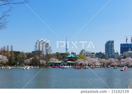 櫻花觀賞者在上野公園觀賞櫻花 櫻花觀賞者在上野公園觀賞櫻花 15282539
