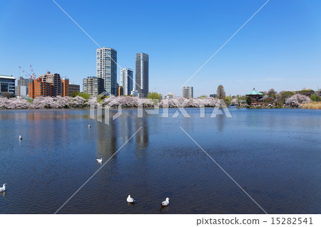 Shinobazuke in Ueno Park and Miyoshino in full bloom 15282541