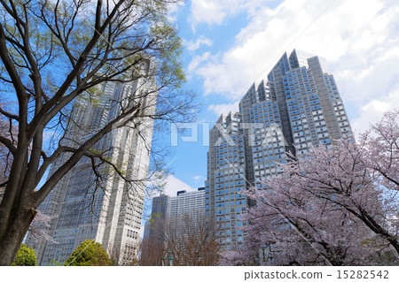 Shinjuku Central Park's full bloom Kaiyoshino and the Tokyo Metropolitan Government building 15282542