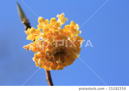 Yellow three-way flower 15282550