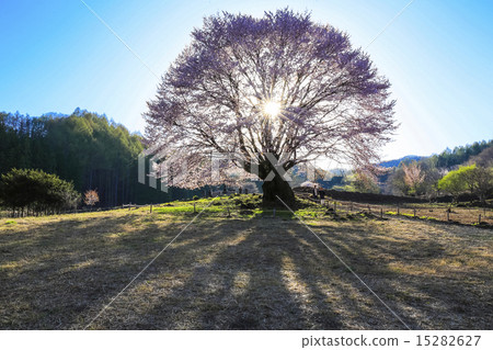Tianyou Cherry Blossoms in evening light 15282627