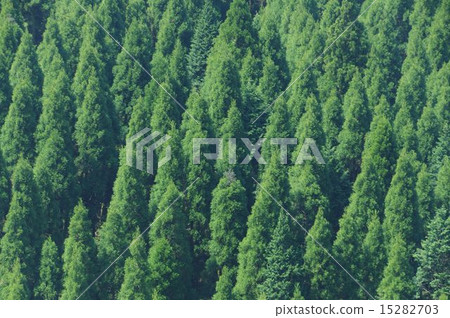 初夏的冠森林 初夏的冠森林 15282703