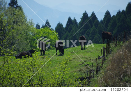 初夏放牧黑牛 15282704