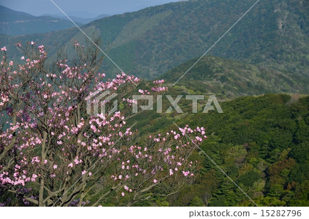 Akebono azaleas blooming Sasayama (Uwajima City, Ehime prefecture · Kochi prefecture Sukumo city prefectural border Sasayama) 15282796