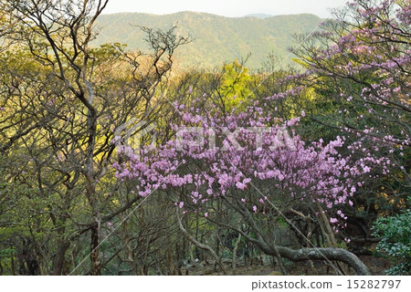 Akebono杜鵑花(愛媛縣宇和島市·高知縣Sukumo市縣界筱山)1 Akebono杜鵑花(愛媛縣宇和島市·高知縣Sukumo市縣界筱山)1 15282797