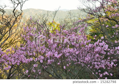Akebono杜鵑花（愛媛縣宇和島市·高知縣Sukumo市縣界筱山）2 15282798