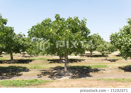 Pistachio tree 15282871