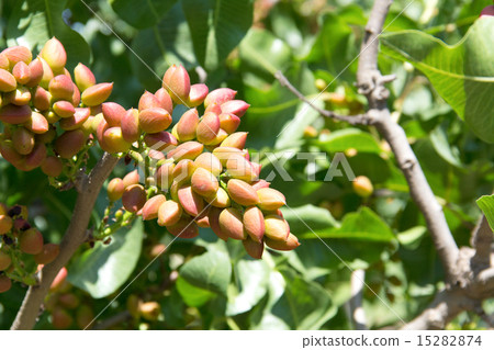 Pistachio tree 15282874