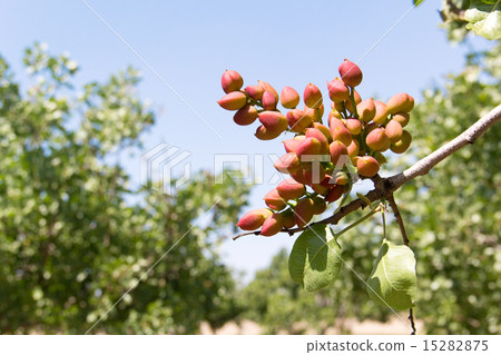 開心果樹 15282875