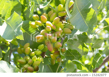 開心果樹 15282877