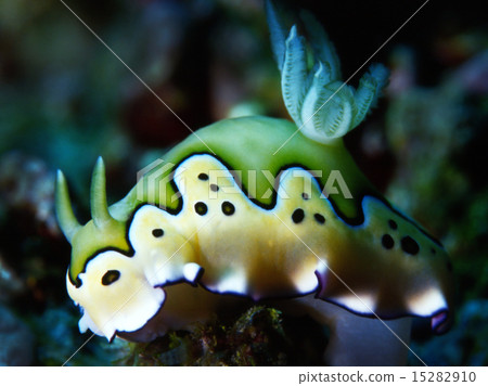 海蛞蝓！ 15282910