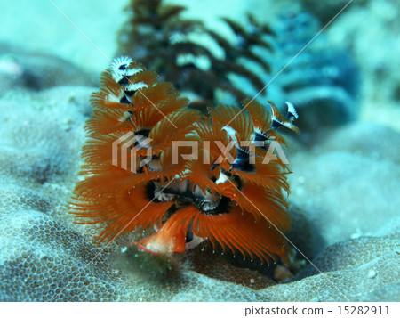 聖誕樹 聖誕樹 15282911