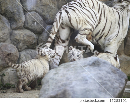 White Tiger Baby 15283191