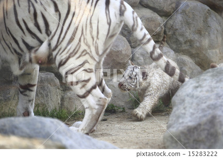 白虎寶寶 15283222