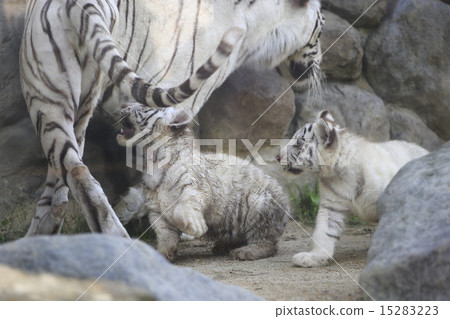 白虎寶寶 15283223