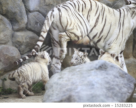 白虎寶寶 白虎寶寶 15283225