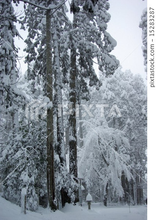 Hakusan Shrine Trees of Trees Hakusan Shrine Trees of Trees 15283287