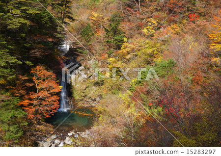 Autumn leaves of Ainu Autumn leaves of Ainu 15283297