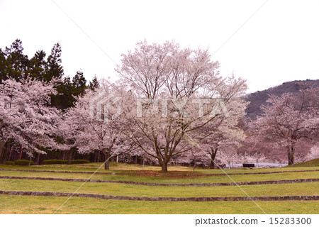 春天風景 春天風景 15283300